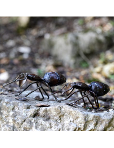 Fourmi murale en métal, petit modèle deco jardin 2