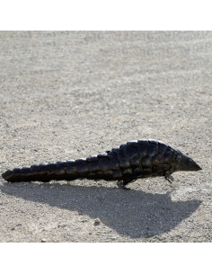 Pangolin pièce unique en métal recyclé deco jardin 2