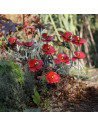 3 Fleurs de coquelicot en métal recyclé-Tuteurs fleurs