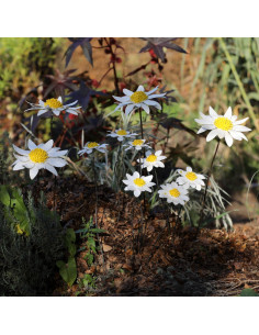 Tuteur fleur de Marguerite - métal recyclé deco jardin 2