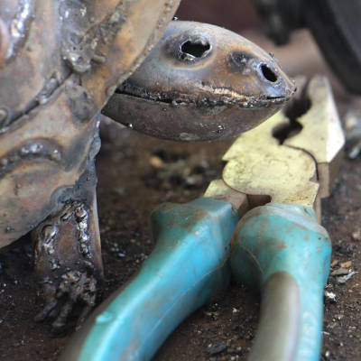 Tortue