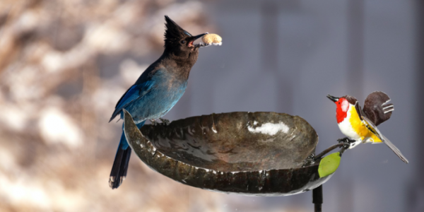 POURQUOI INSTALLER UNE MANGEOIRE POUR OISEAUX CHEZ VOUS CET HIVER ?